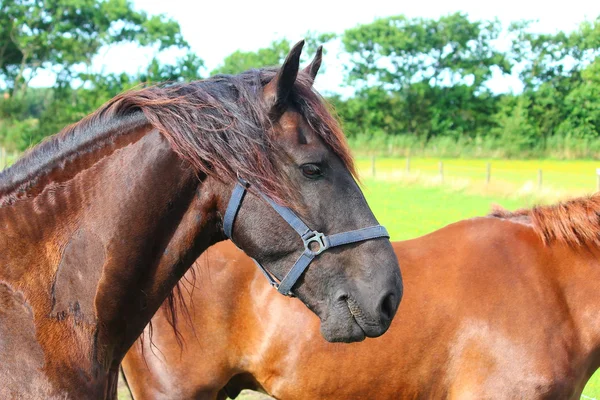 Un bonito caballo. — Foto de Stock