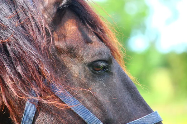 Um cavalo bonito — Fotografia de Stock