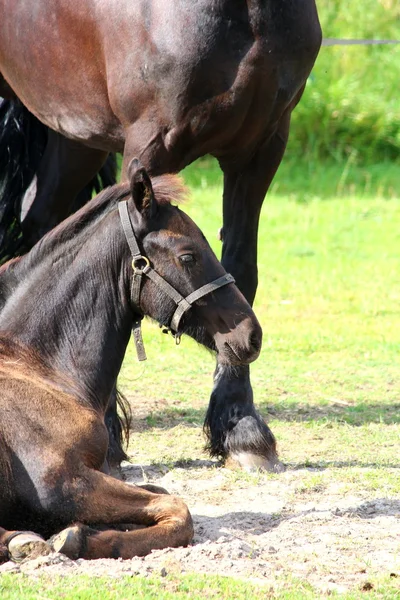 Ein hübsches Pferd — Stockfoto