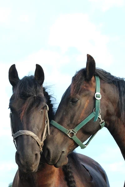 Un bonito caballo. — Foto de Stock