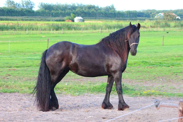 Un bel cavallo — Foto Stock
