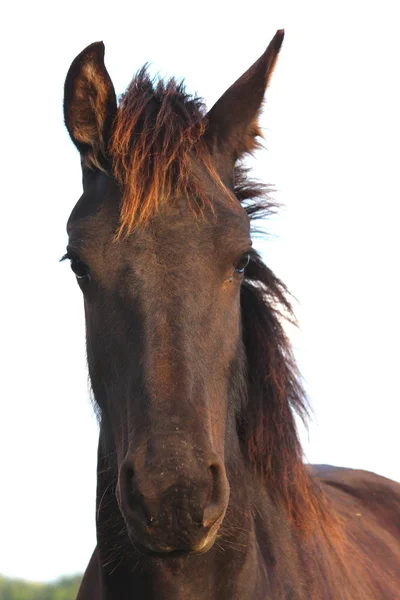Ein hübsches Pferd — Stockfoto