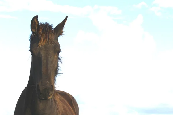 Ein hübsches Pferd — Stockfoto