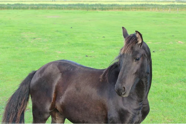 Um cavalo bonito — Fotografia de Stock