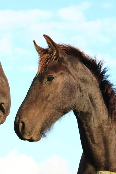 Um cavalo bonito — Fotografia de Stock