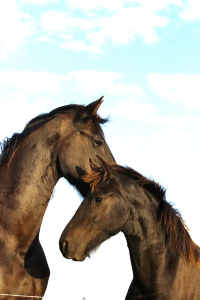 Ein hübsches Pferd — Stockfoto