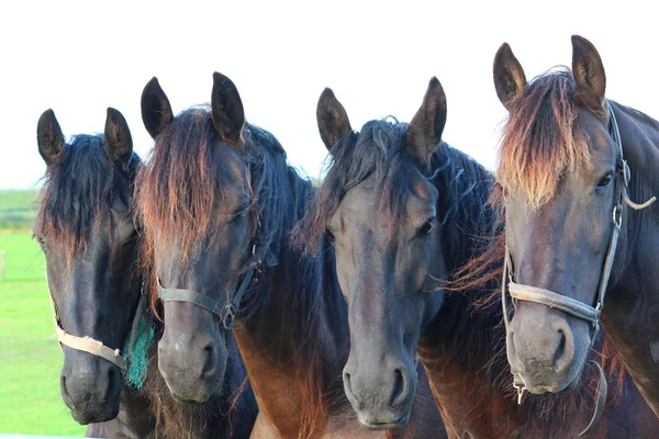 Ein hübsches Pferd — Stockfoto