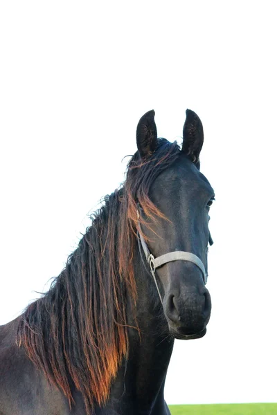 Un bonito caballo. — Foto de Stock