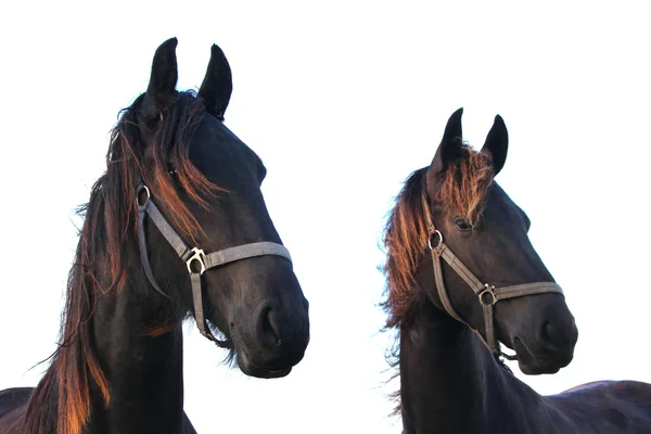 Un bonito caballo. — Foto de Stock