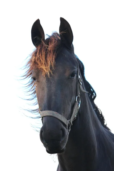 Un bonito caballo. — Foto de Stock