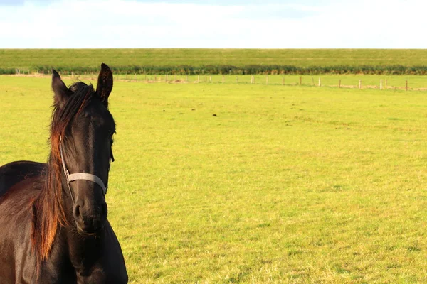 Ein hübsches Pferd — Stockfoto