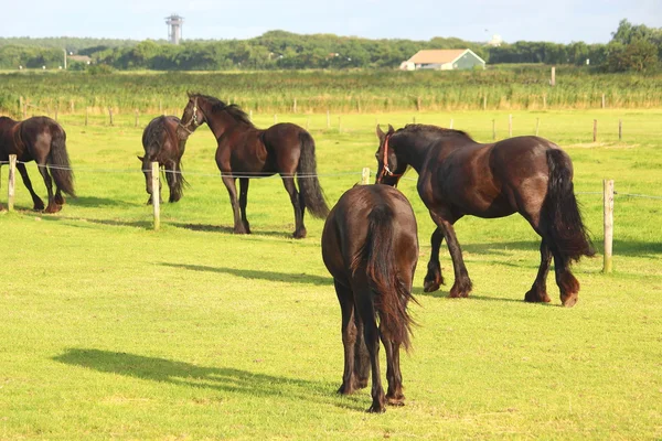 Een mooi paard — Stockfoto