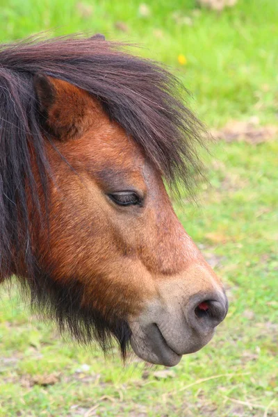 Ein hübsches Pferd — Stockfoto