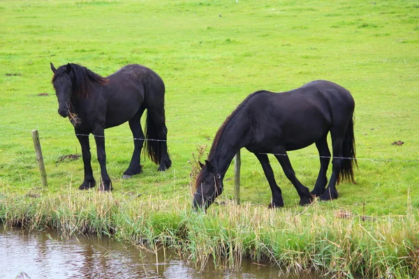 Un bonito caballo. — Foto de Stock