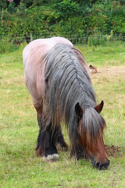 A pretty horse — Stock Photo, Image