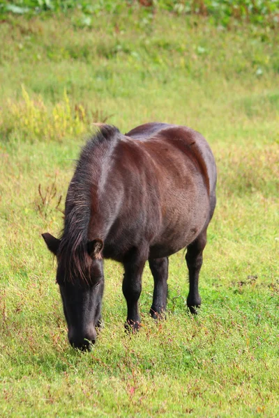 Ένα όμορφο άλογο — Φωτογραφία Αρχείου