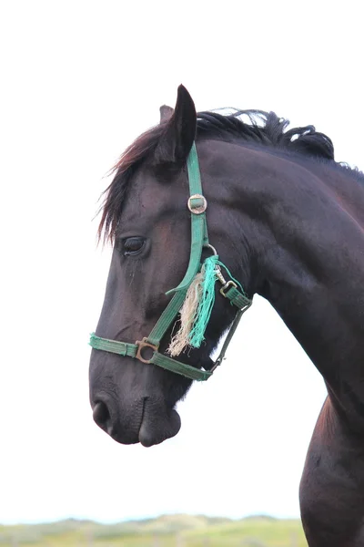 Un bonito caballo. — Foto de Stock