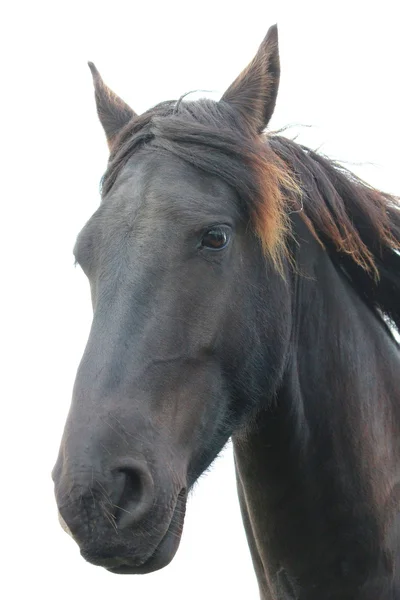 Un bonito caballo. — Foto de Stock