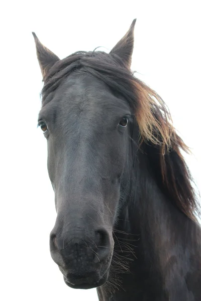 Un bonito caballo. — Foto de Stock