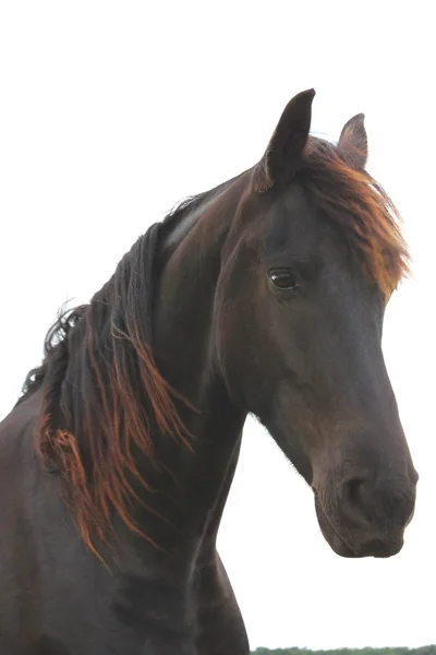Красивая лошадь. — стоковое фото