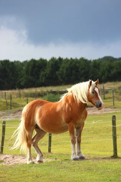 Un bonito caballo. —  Fotos de Stock