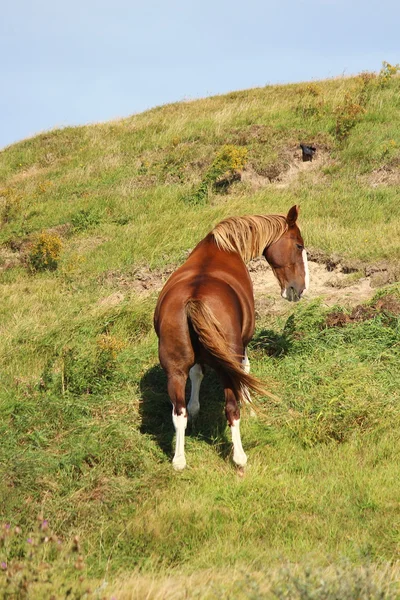 一匹漂亮的马 — 图库照片