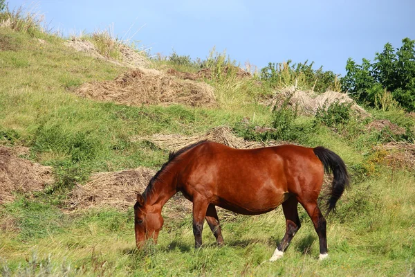 Ein hübsches Pferd — Stockfoto