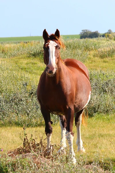 Um cavalo bonito — Fotografia de Stock