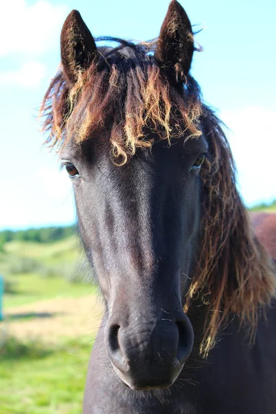 Un bonito caballo. — Foto de Stock