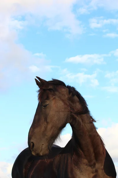 Un bonito caballo. — Foto de Stock