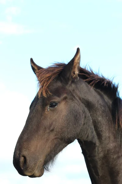 Ładny koń — Zdjęcie stockowe