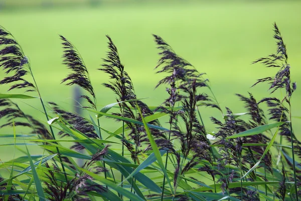 One plant in the wind — Stock Photo, Image