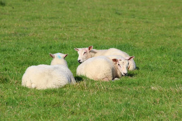 Πρόβατα στο λιβάδι — Φωτογραφία Αρχείου