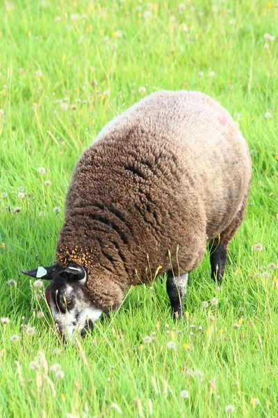 Schafe auf der Weide — Stockfoto