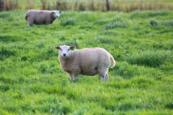 Pecore sul prato — Foto Stock