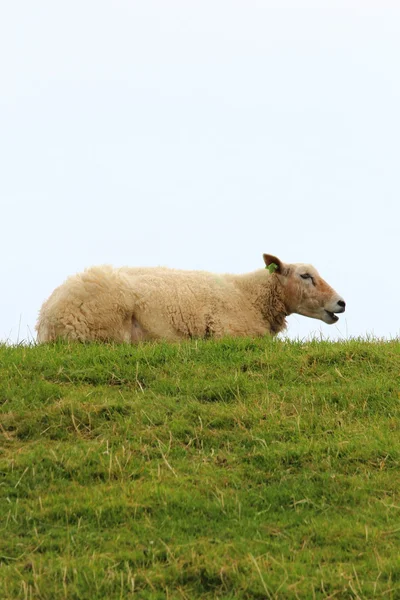 Ovelhas no prado — Fotografia de Stock