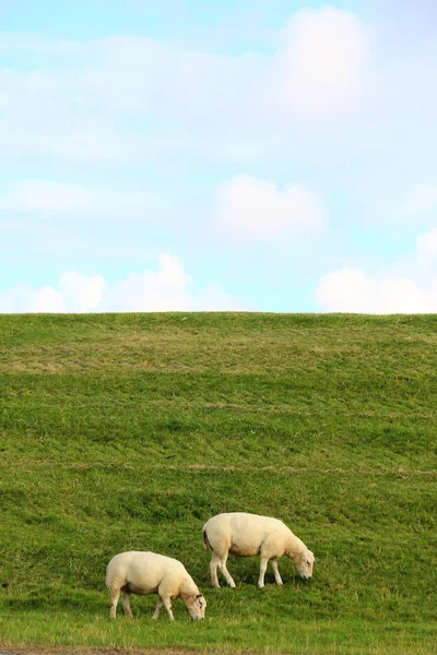 Moutons sur la prairie — Photo