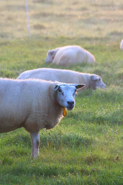 Schapen op de weide — Stockfoto