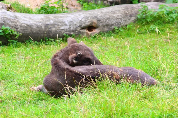 Een bizon — Stockfoto