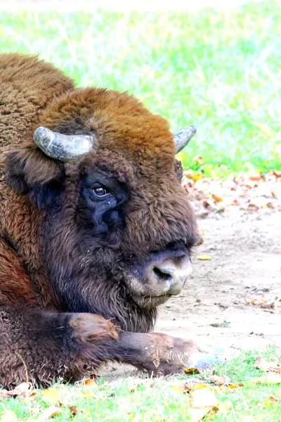 Um bisonte — Fotografia de Stock
