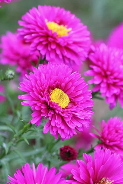 Mooie bloemen bloeien — Stockfoto