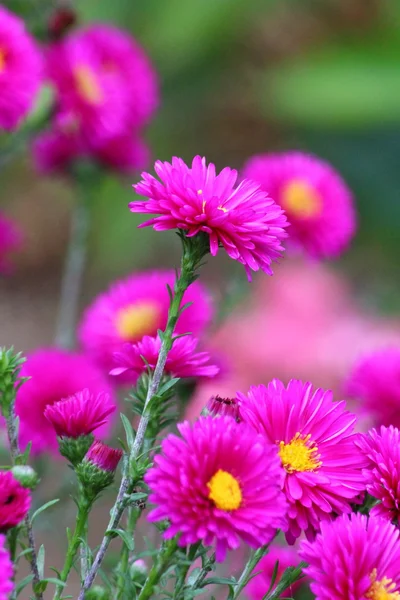 Krásné květiny květ — Stock fotografie