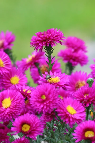 Hermosas flores florecen — Foto de Stock