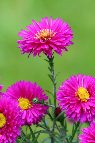 Vackra blommor blomma — Stockfoto