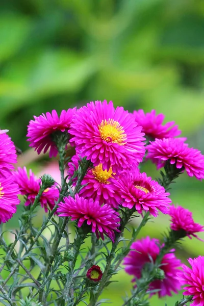 Hermosas flores florecen — Foto de Stock