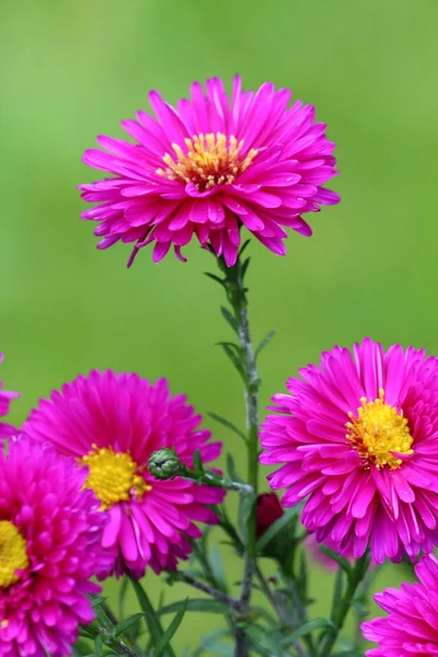 Mooie bloemen bloeien Rechtenvrije Stockafbeeldingen