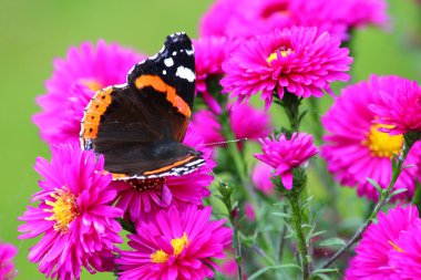 güzel çiçek çiçek