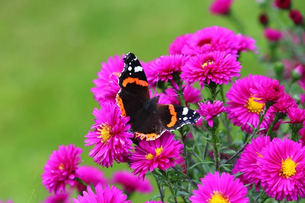 Hermosas flores florecen — Foto de Stock