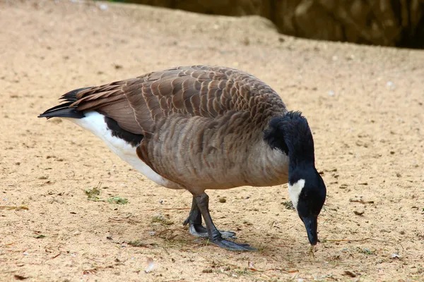 A goose — Stock Photo, Image