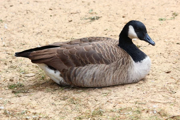 Een gans — Stockfoto